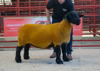 Lot 11 (Ewe) from I and J Barbour Solwaybank sold for 4200-4